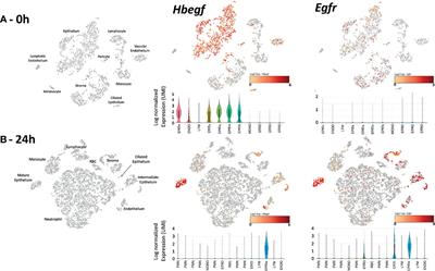 HB-EGF Plays a Pivotal Role in Mucosal Hyperplasia During Otitis Media Induced by a Viral Analog